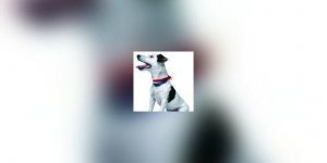 Chiens et chats : attention au soleil!