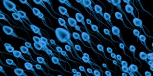 Abstinence et qualite du sperme