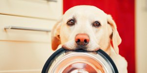 Sante du chien : quelle alimentation apres une pancreatite ?