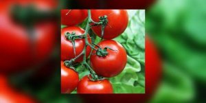 Contre le cholesterol : tomate ou medicament ? 