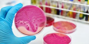 Les bacteries amies de notre sante