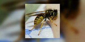 L’allergie a la piqure d’abeille, de guepe : potentiellement grave