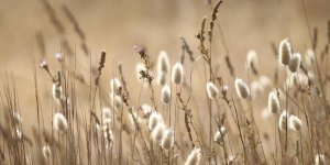 Allergie aux graminees : les mois les plus a risque
