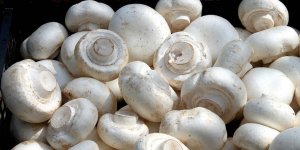 Champignons farcis au fromage blanc