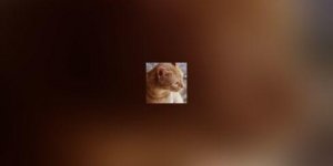 L-insuffisance renale feline 