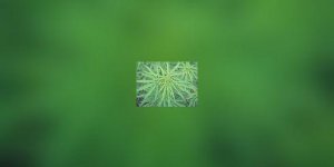 Le cannabis, un facteur d-echec du sevrage tabagique