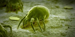 Allergie : 3 conseils pour se debarrasser des acariens