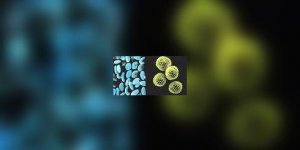 Retour annonce des pollens 