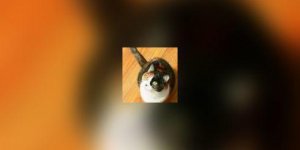 La teigne: un ennemi de la peau du chat et de son proprietaire !