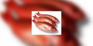 Le poisson au secours du coeur