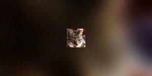 Quand Minou explore la maison