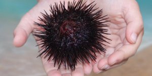 Petits bobos de la plage : comment reagir ?