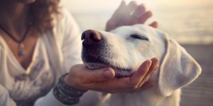 Ces animaux qui nous font du bien
