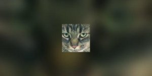 La chlamydiose : une menace pour les yeux de votre chat !