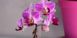 Les plantes dangereuses a eviter a la maison