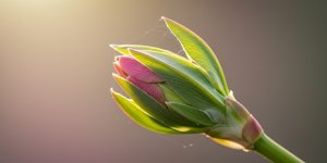Le secret des bourgeons : quand l-energie embryonnaire reveille votre sante