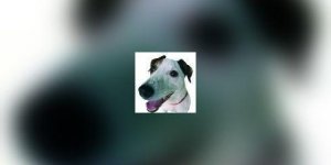 Chiens et chats : Vomissements chroniques