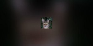 Quand votre chat prend de l-age