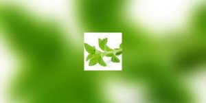 Stevia : un concurrent naturel des edulcorants chimiques