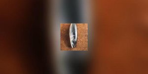Quel poisson manger en cas d-allergie ?