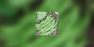 Dans votre assiette : le haricot vert