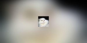 Chats et demenagement ou la perte d-un territoire