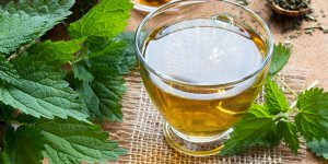 Ortie : 3 recettes pour aider la digestion