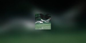 Mefions-nous des pigeons et de leurs parasites