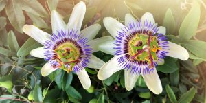 Passiflore : ses utilisations en medecine douce