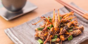 Les insectes que vous pourriez bientot manger