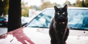 Mon animal en vacances, mode d-emploi