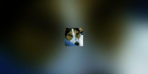 L-anxiete de separation du chien