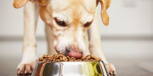 Le menu de votre chien doit-il varier ?