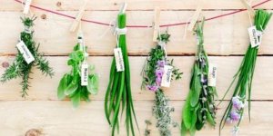 Se tonifier avec 4 plantes medicinales