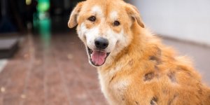 Chien qui perd ses poils : un signe de gale ?