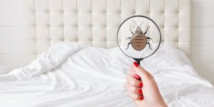 La recrudescence des punaises de lit depuis la fin du confinement