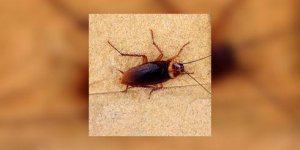 Etes-vous allergique aux cafards ?