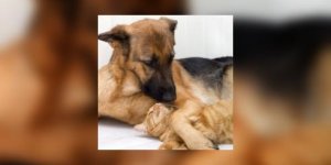 Les animaux de compagnie sont-ils bons pour les seniors ?