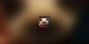 Le chat, un reveur assoiffe de sommeil