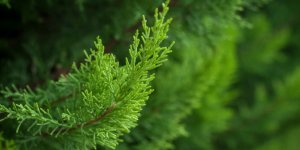 Allergie au cypres : 3 moyens de la limiter