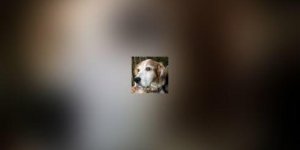 L-incontinence urinaire du chien