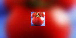 Agriculture biologique : comment garantir qu-un produit est " bio " ?