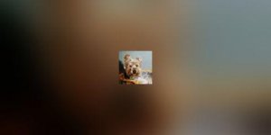 Les glandes anales du chien