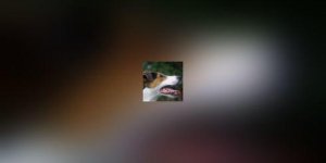 L-insuffisance cardiaque du chien et du chat