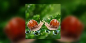 La difficile vie sexuelle des escargots