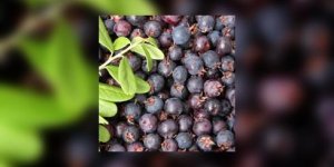 Baie d-acai, encore une arnaque pour maigrir !