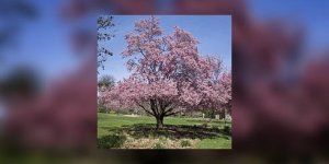 D’ou viennent les cerises ?