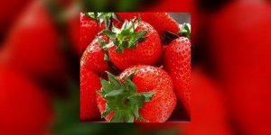 En attendant les fraises