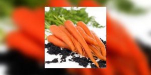 Faut-il vraiment manger des carottes ?