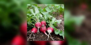 Pourquoi vous devez manger des radis